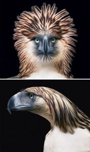 Aigle des Philippines, emblème national des Philippines. Il n’en restait que 600 dans la nature en 2015.